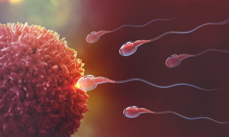 এই খাবার খেলেই কমবে স্পার্ম কাউন্ট