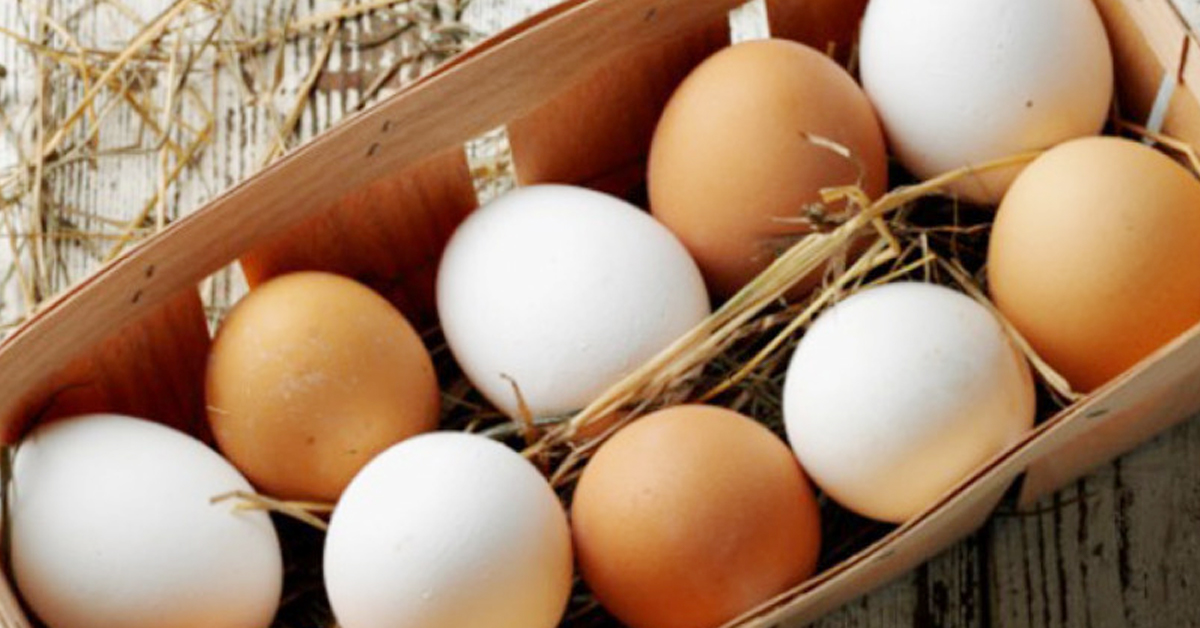সাদা না বাদামি ডিম—কোনটা বেশি স্বাস্থ্যকর? পুষ্টিবিদের স্পষ্ট ব্যাখ্যা