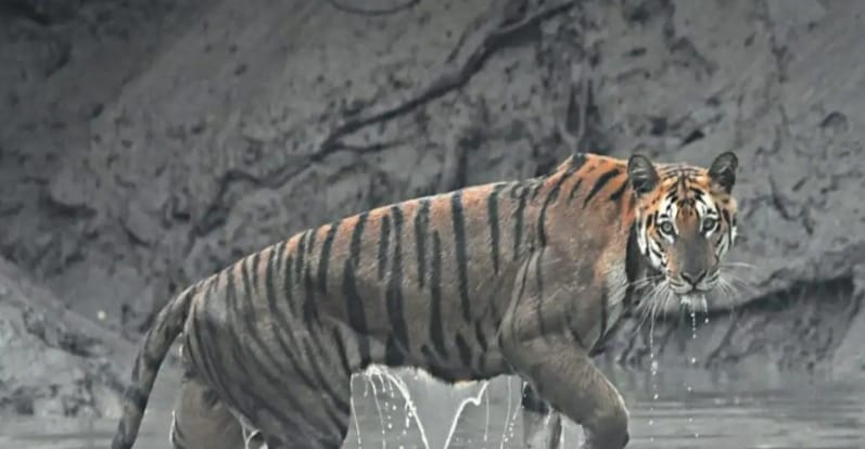 সুন্দরবনের পর্যটকদের ক্যামেরায় শাবকসহ বাঘ