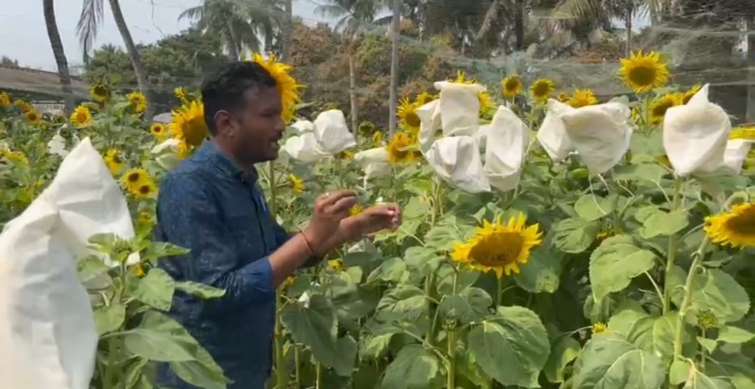 সুন্দরবনের লবনাক্ত মাটিতে সূর্যমুখী চাষ, লাভবান কৃষকরা